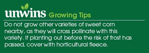 Sweet Corn Goldcrest F1 Seeds Unwins Growing Tips